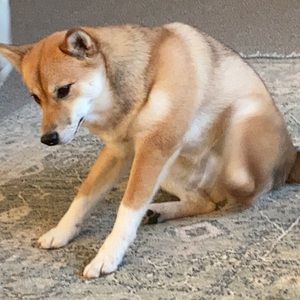 Meet your Posher, Chezzy